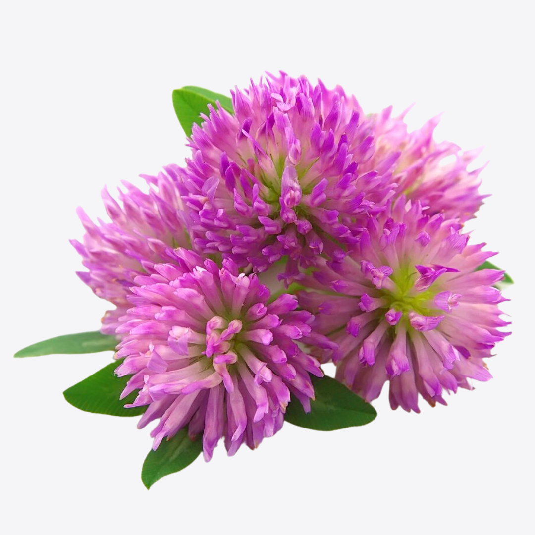 Red Clover Tops C/S