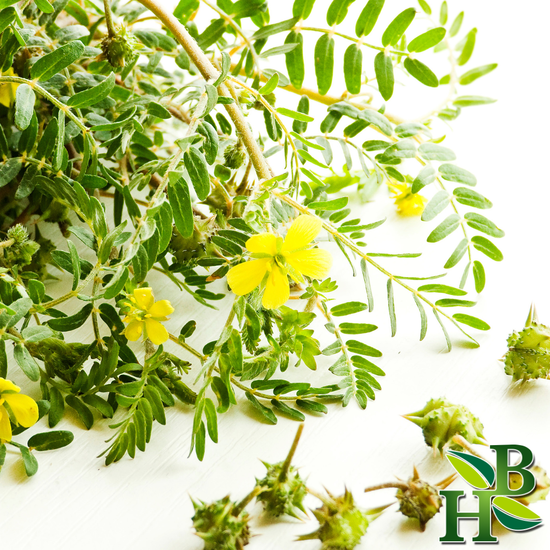 Tribulus Terrestris Powder - 4oz