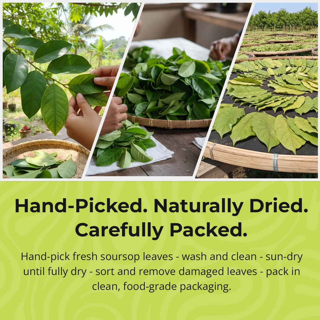 Soursop Leaves 73.8g, Hojas de Guanabana 200+Graviola Leaves