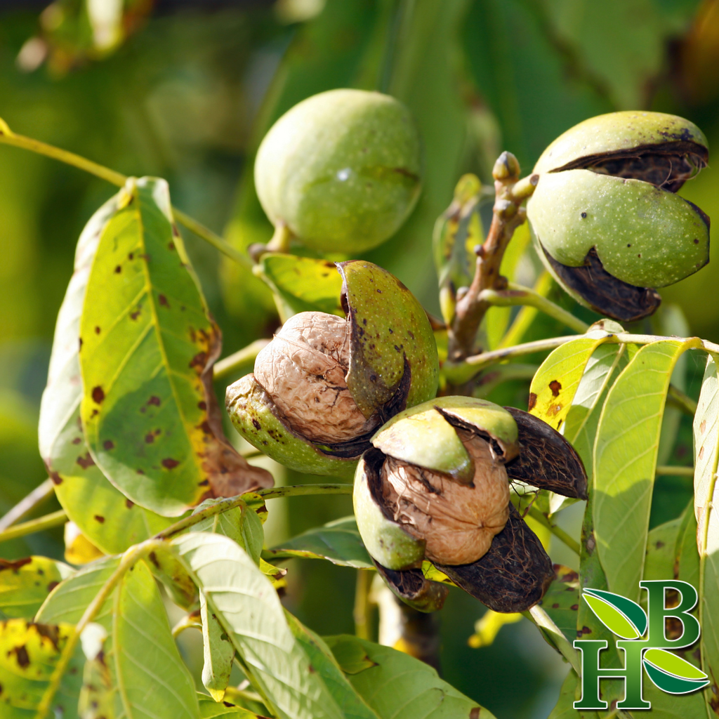Black Walnut Leaf Powder - 4oz