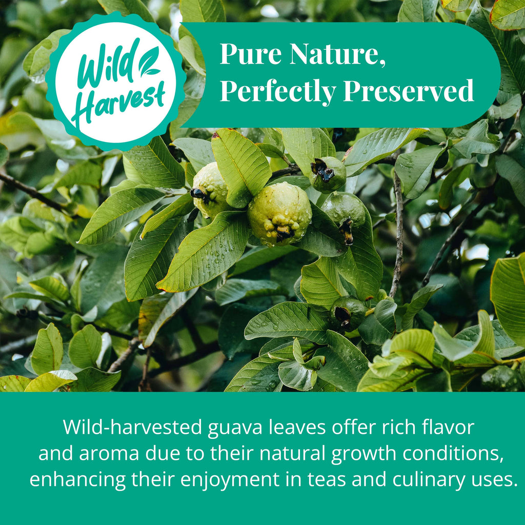 Premium Dried Guava Leaves 2.6 oz. | All Natural Herbal Tea