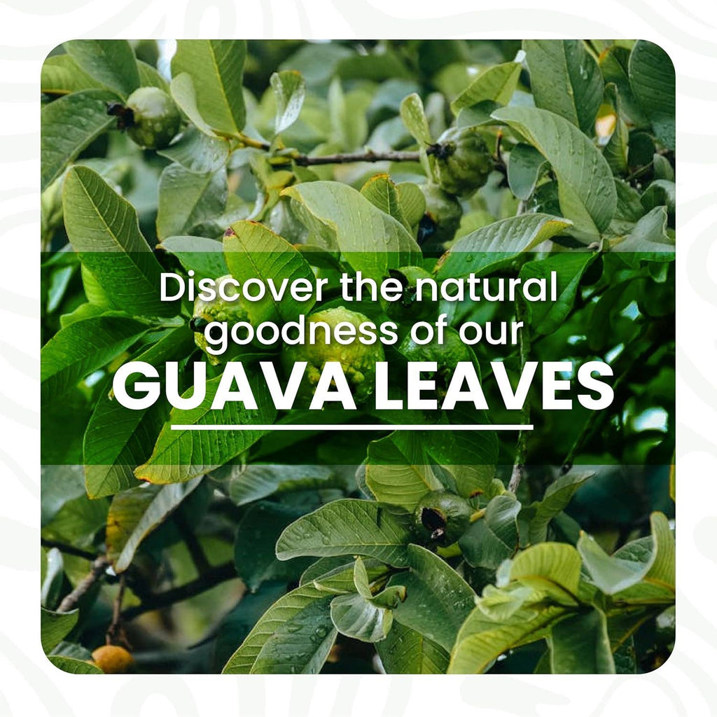 Guava Tea Bags, 50 Bags, Te de Hoja de Guayaba, Herbal Tea