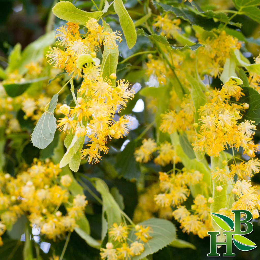 Linden Flowers C/S - 4oz