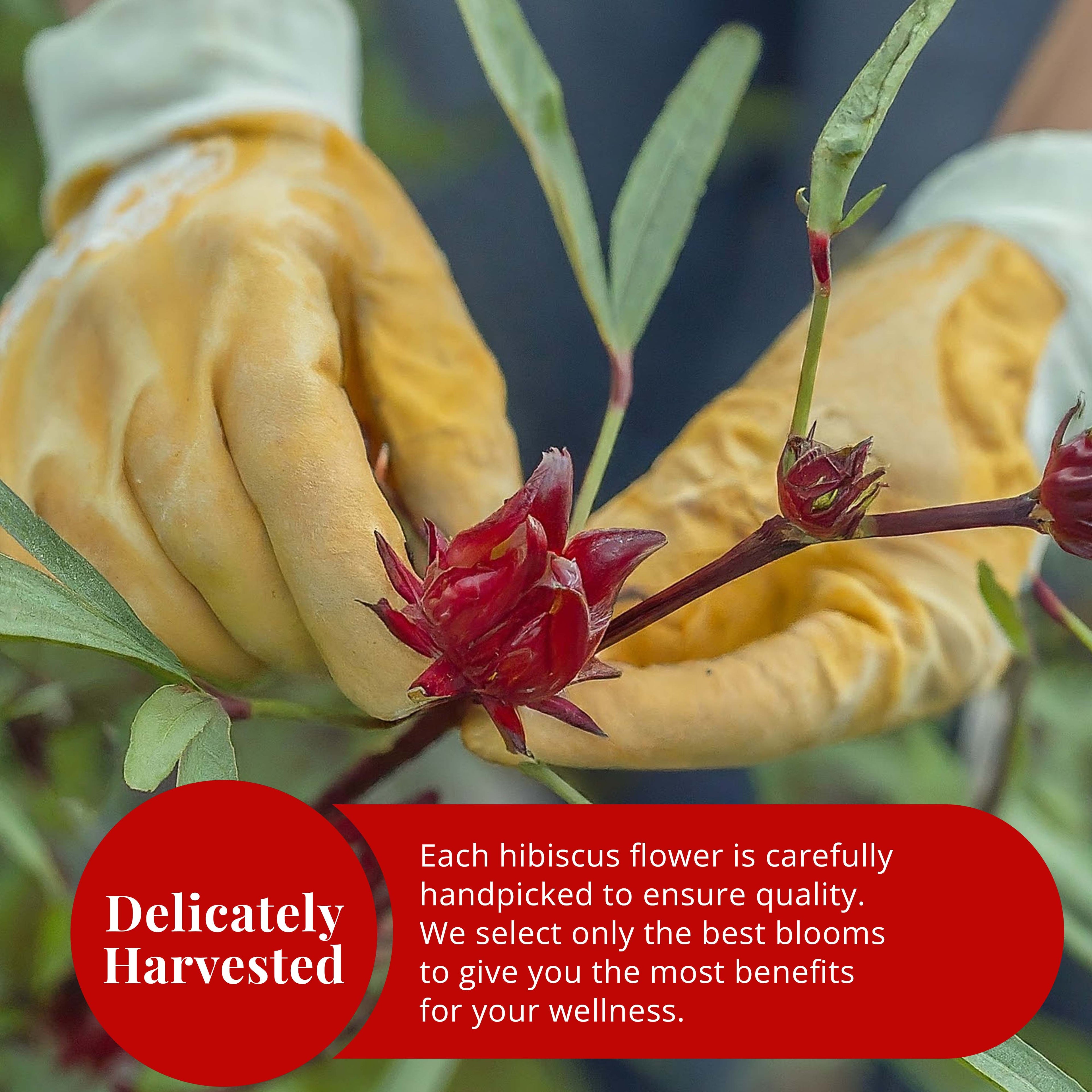 Dried Hibiscus Flower Petals , 100% Natural. 5 oz.
