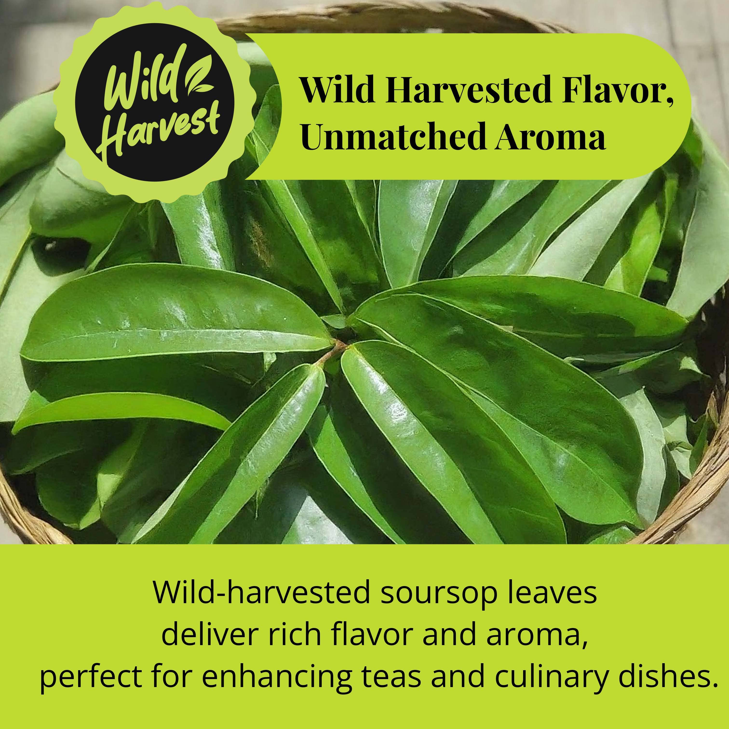 Soursop Leaves 73.8g, Hojas de Guanabana 200+Graviola Leaves