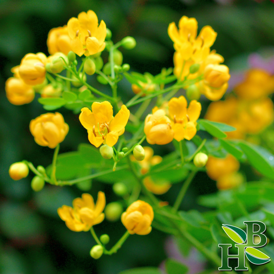 Senna Leaf Whole - 4oz