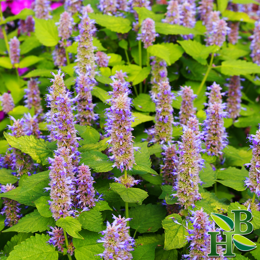 Hyssop Leaf C/S - 4oz