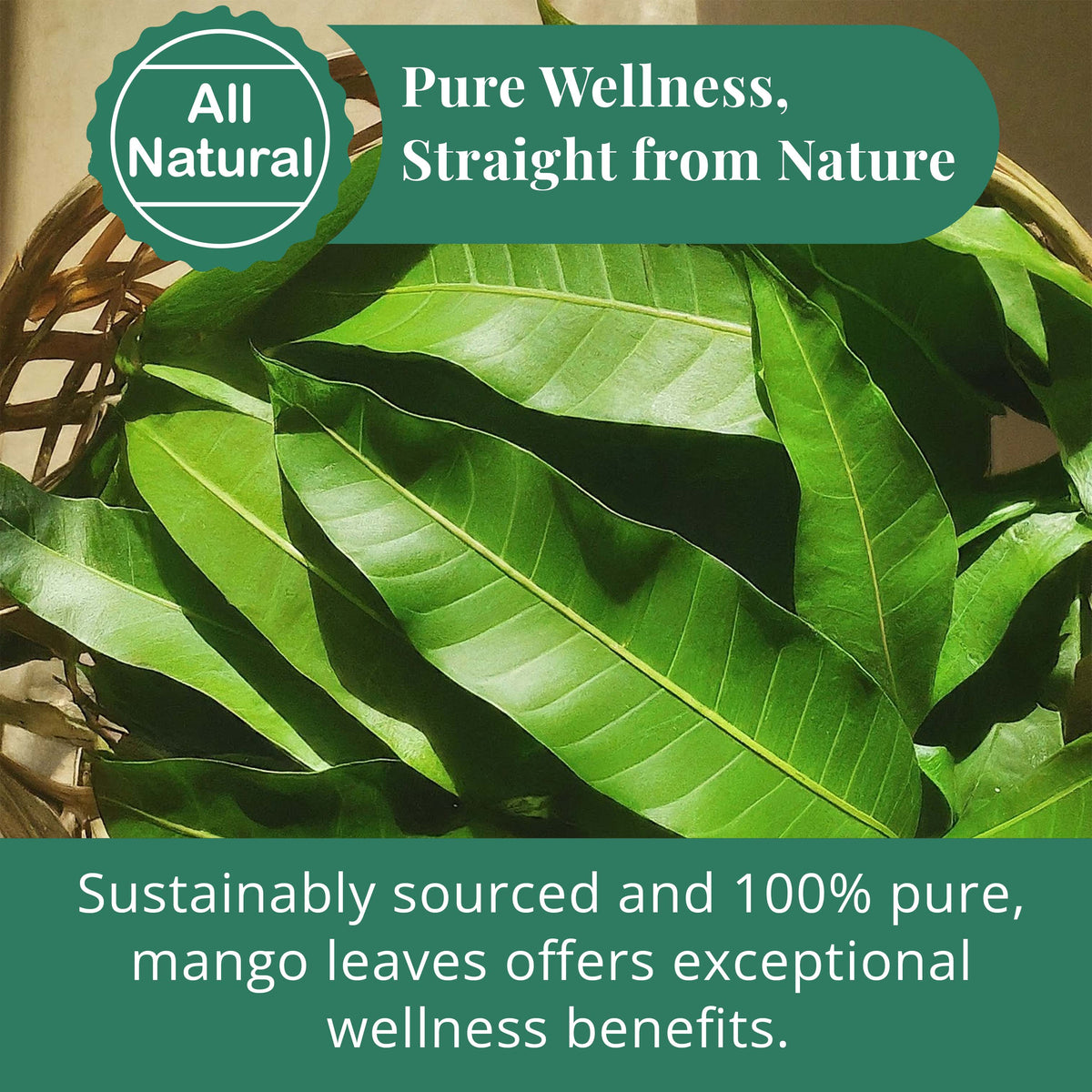 Dried Mango Leaves, Hoja De Mango Secas - 2.6 oz. Case of 5