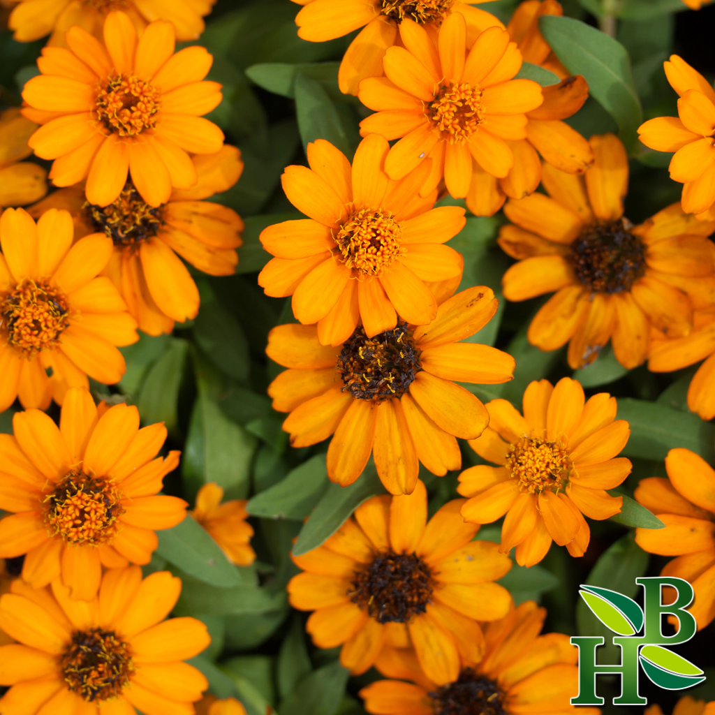 Calendula (Marigold) Powder - 4oz