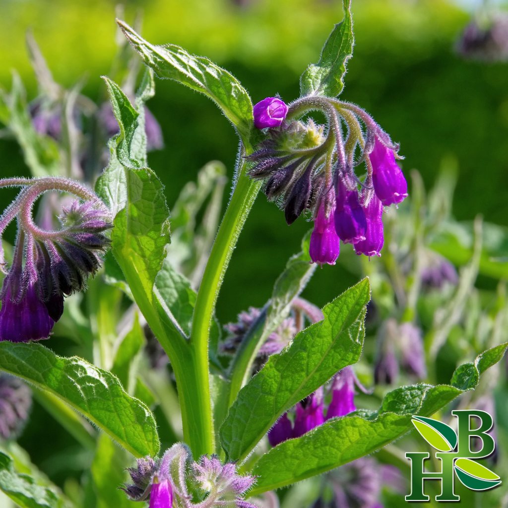 Comfrey Leaf C/S - 4oz