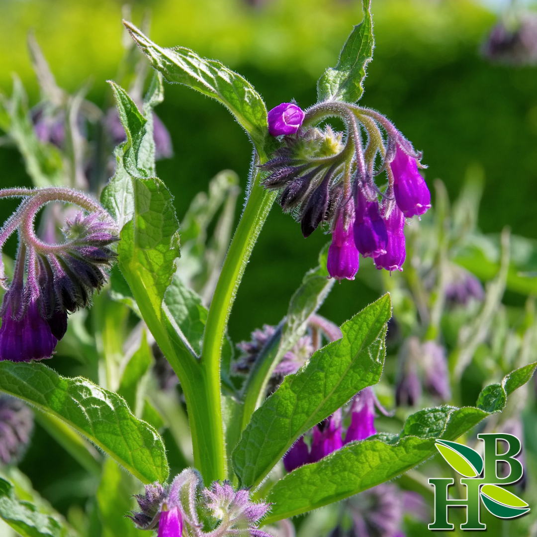 Comfrey Leaf C/S - 4oz