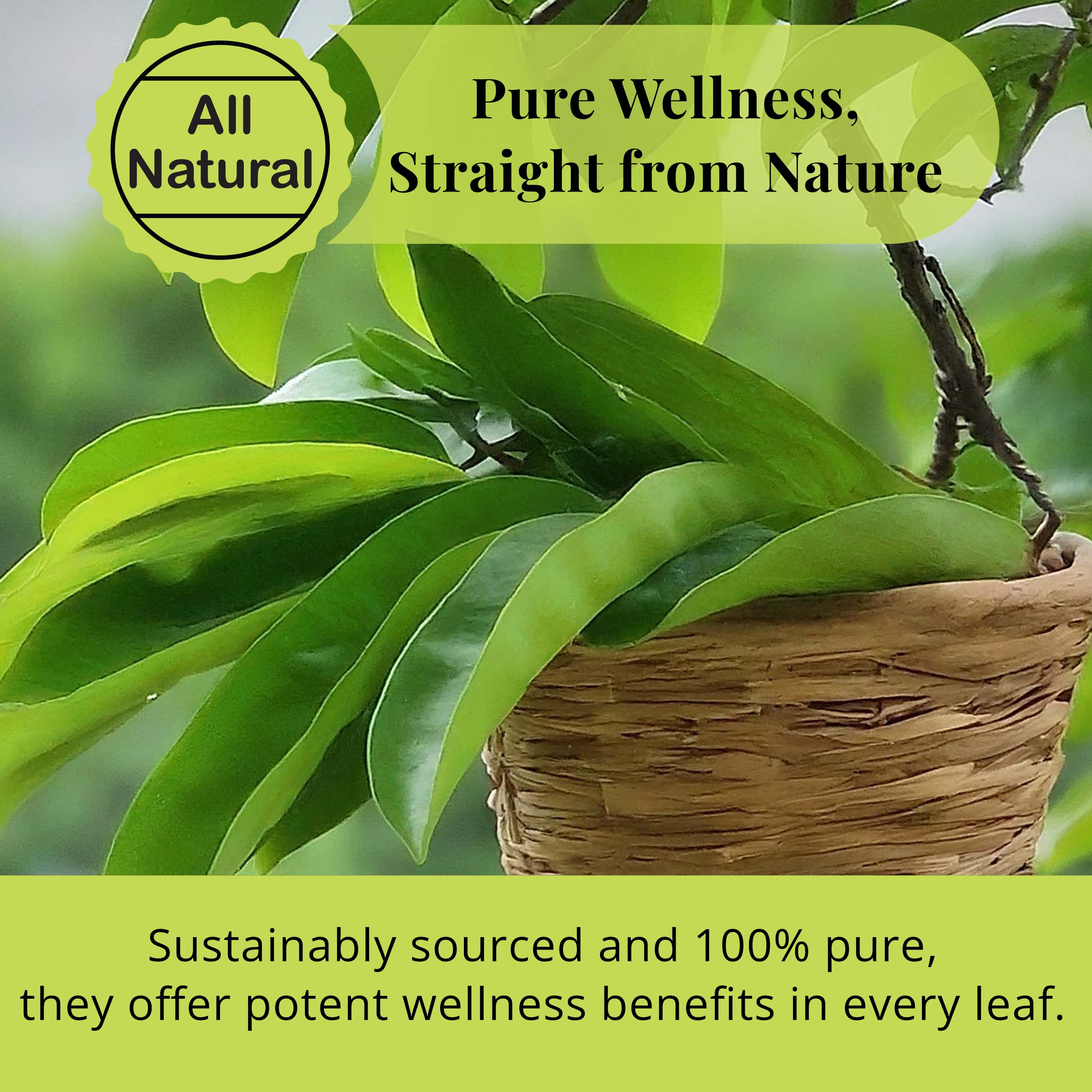 Soursop Leaves 73.8g, Hojas de Guanabana 200+Graviola Leaves
