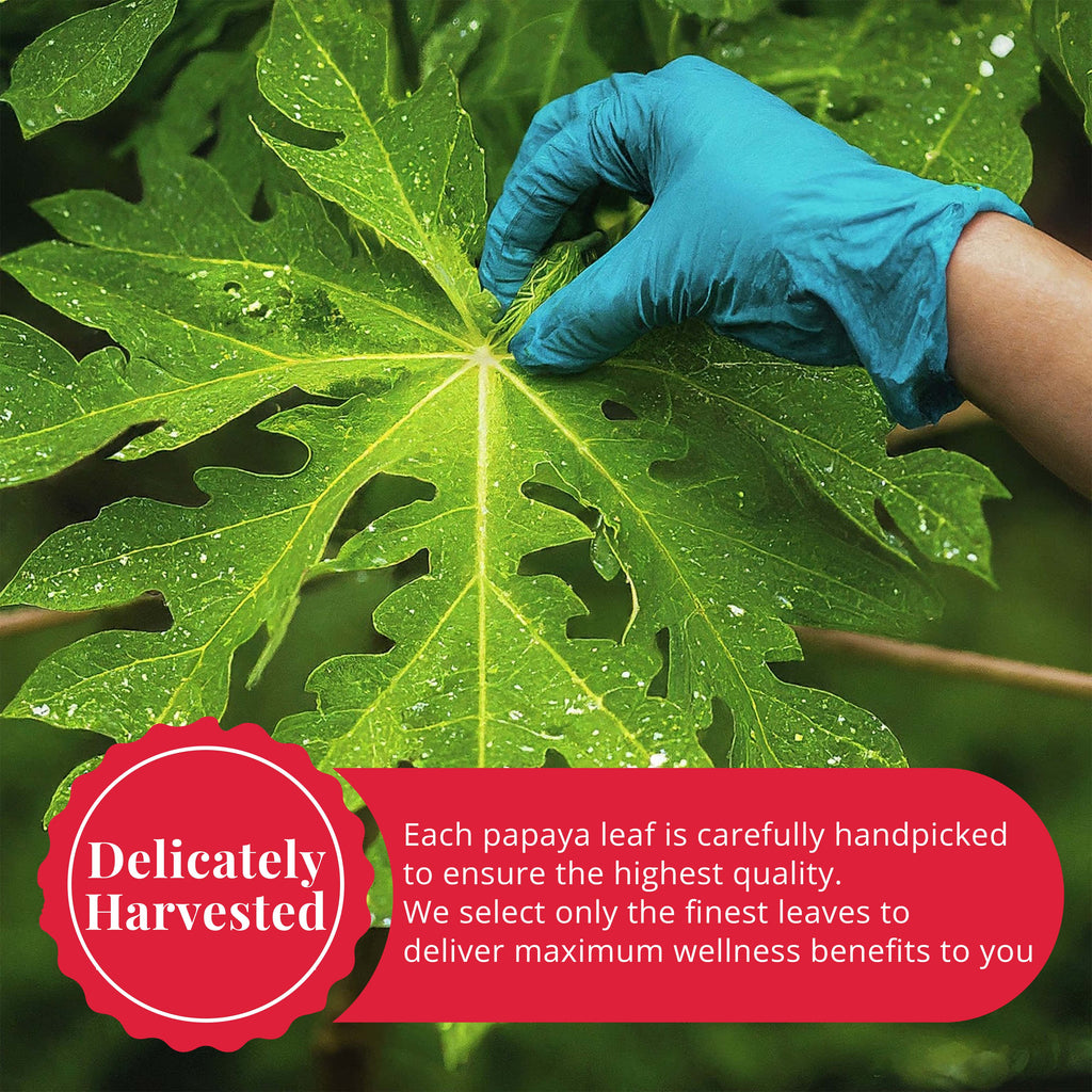 Dried Papaya Leaves, Papaya Leaf Tea 75g , Herbal Tea