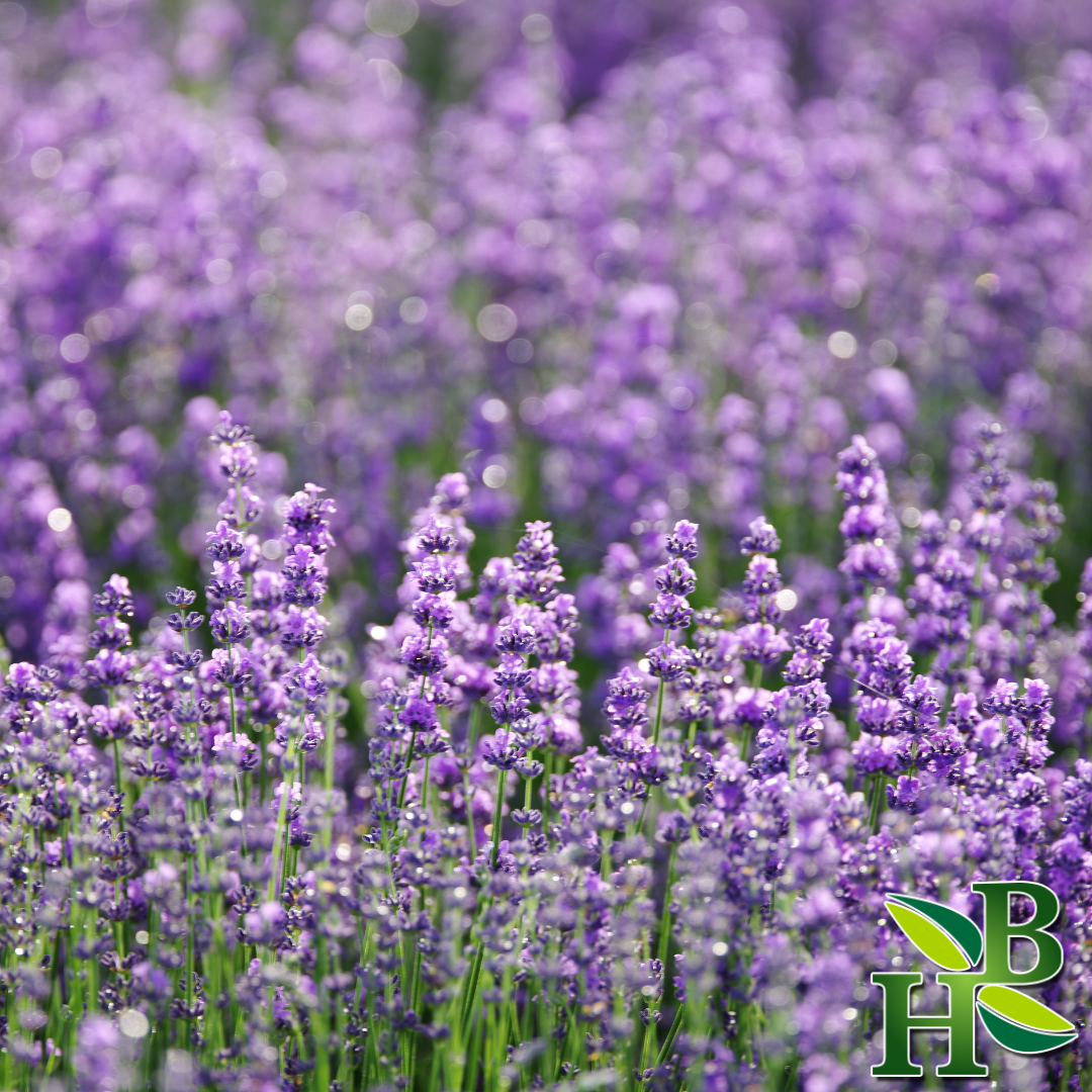 Lavender Flowers Whole Extra