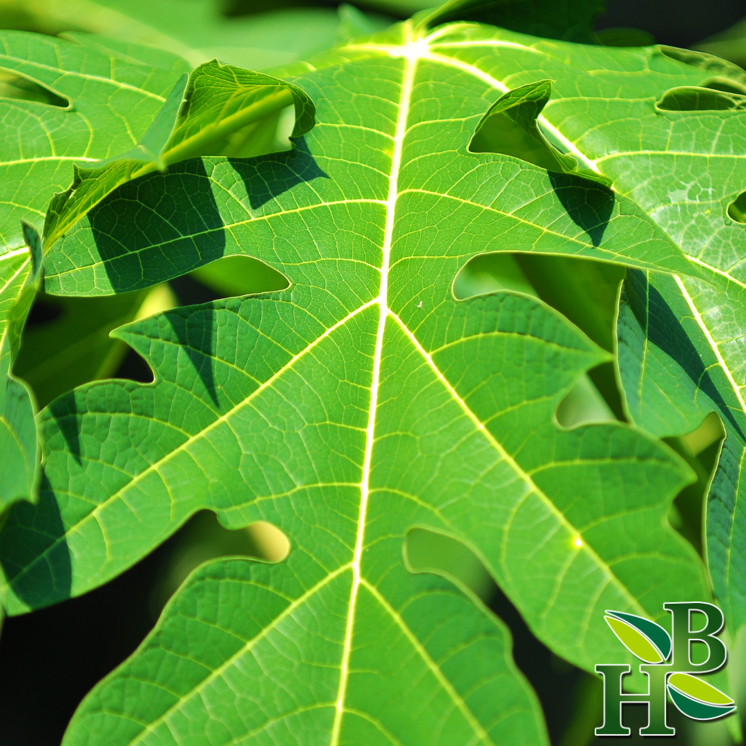 Papaya Leaf Powder - 4oz