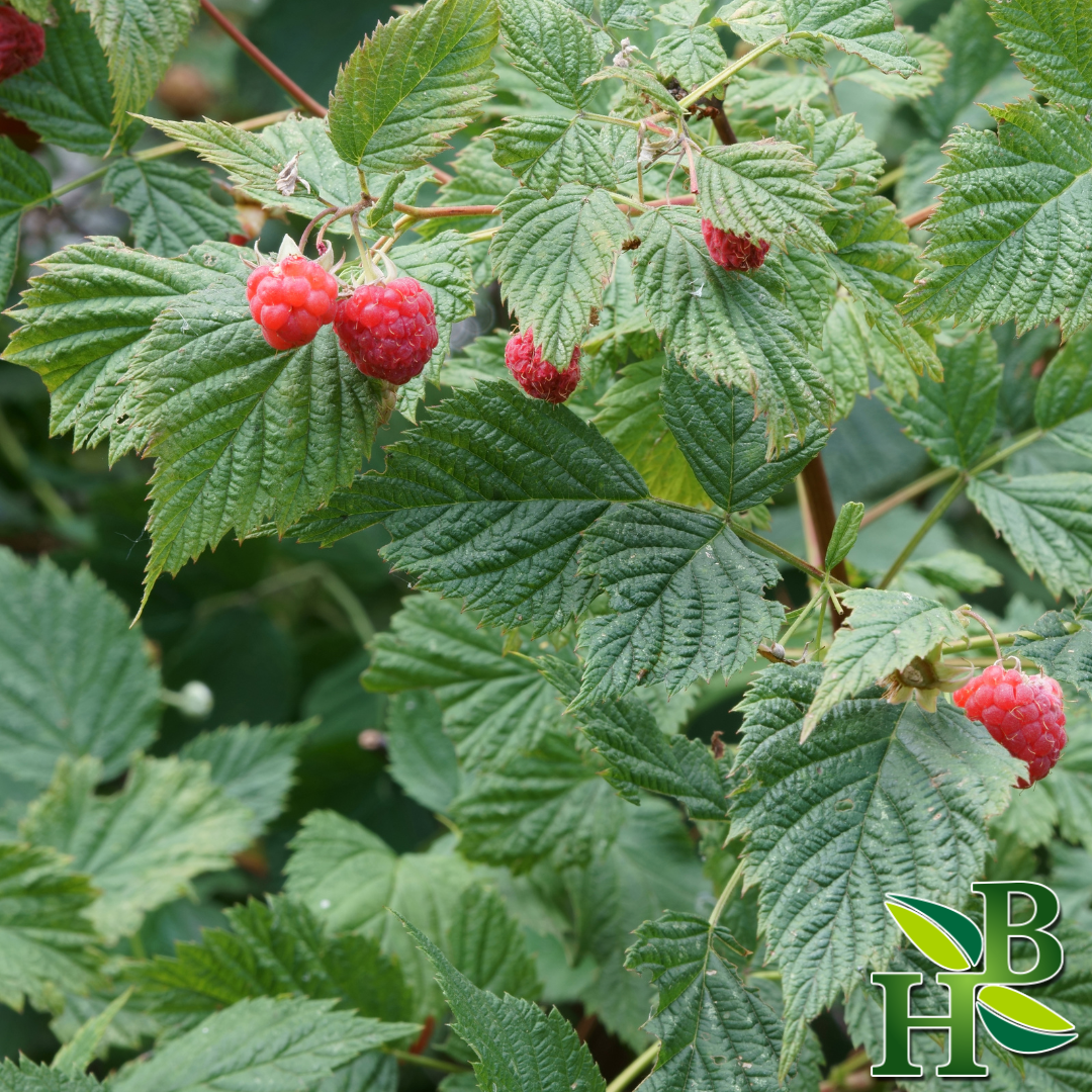 Raspberry Leaf C/S - 4oz
